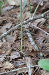 Greenvein ladies tresses